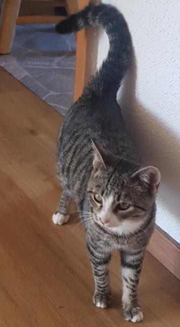 Foto einer grau-getigerten Fundkatze, ca 6 Monate alt