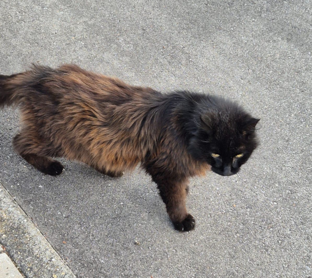 Foto einer braun-schwarzen Fundkatze
